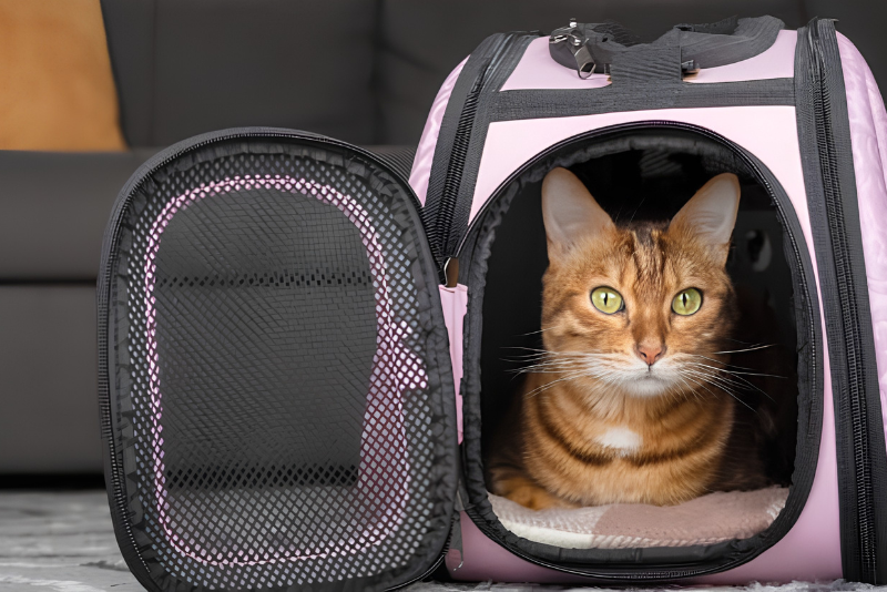 Choosing The Right Pet Carriers
